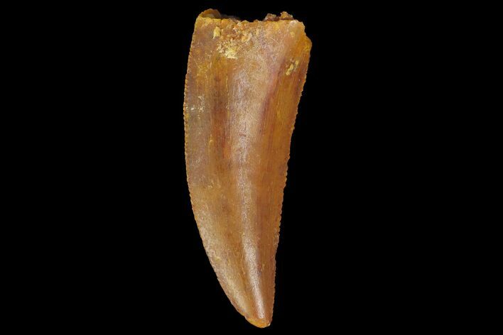 Serrated, Raptor Tooth - Real Dinosaur Tooth #176222